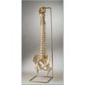 Denoyer-Geppert Anatomical Model, Ultraflex Spine w/Movable Femur Heads SP69